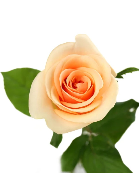 A rosa cor-de-laranja em um branco — Fotografia de Stock
