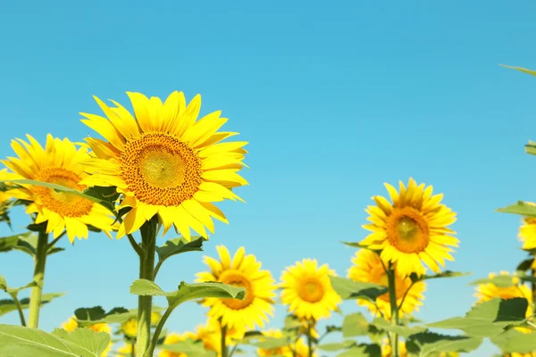 Girasoli nel campo ourdoors — Foto Stock