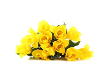 beyaz izole Sarı laleler