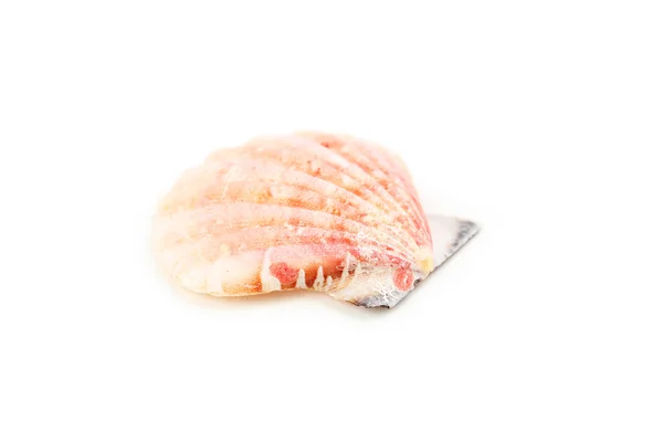 Sea shell geïsoleerd — Stockfoto