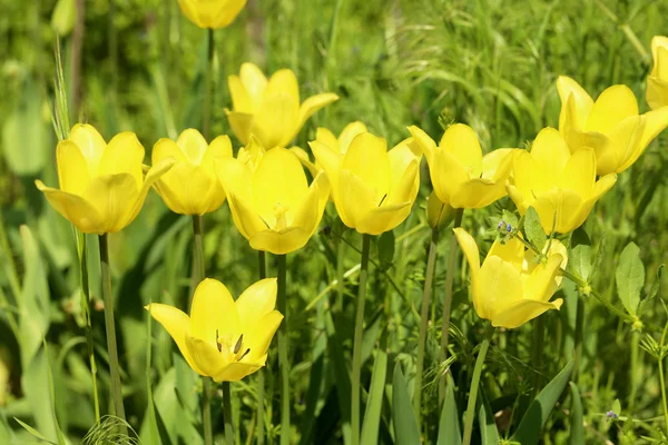 Tulipas amarelas no jardim — Fotografia de Stock