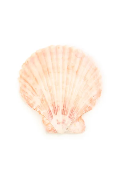 Sea shell isolerade — Stockfoto