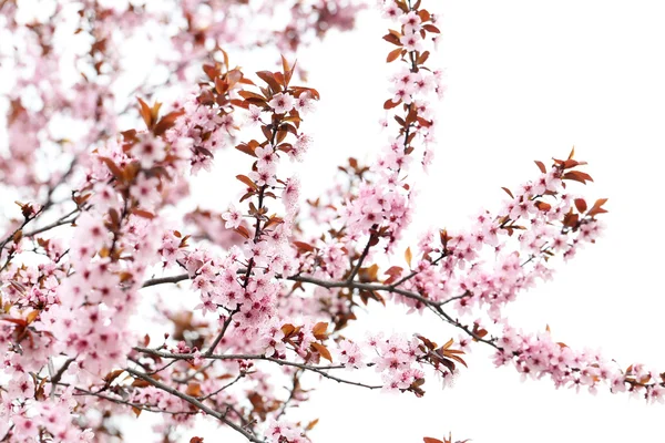 Blooming tree with the pink flowers — Stock Photo, Image