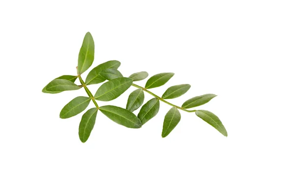Зеленим листям, ізольовані — стокове фото