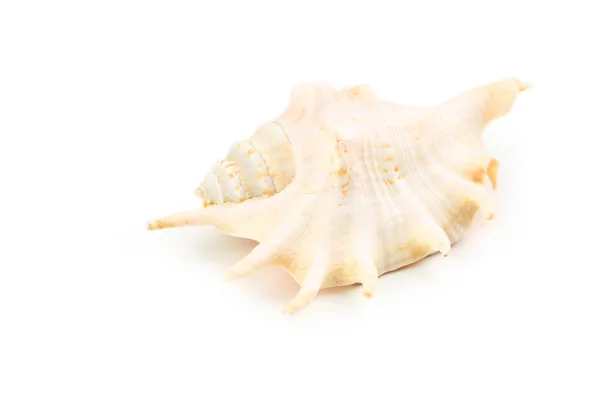 Sea shell isolated — Stock Photo, Image