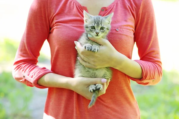 Μικρή γάτα στα γυναικεία χέρια — Φωτογραφία Αρχείου