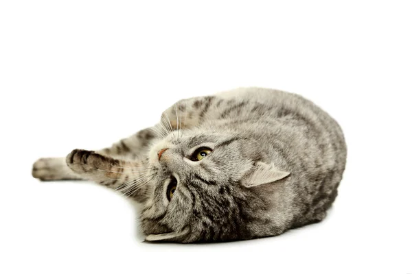 Elszigetelt, gyönyörű macska — Stock Fotó