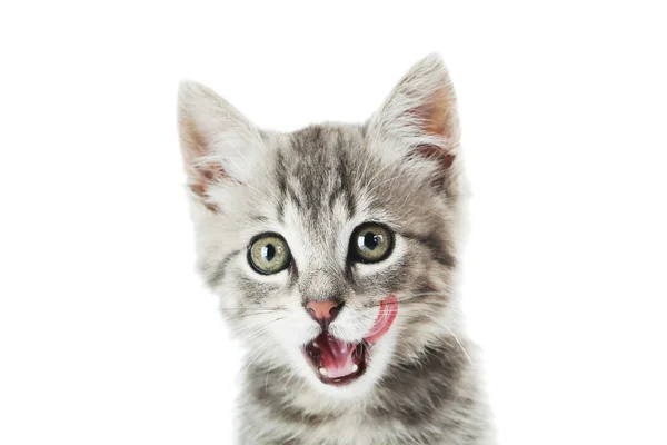 Hermoso gato en un blanco —  Fotos de Stock