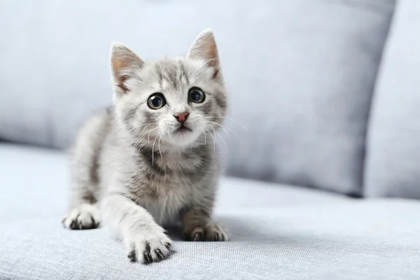 Pequeño gato en un gris sofá — Foto de Stock