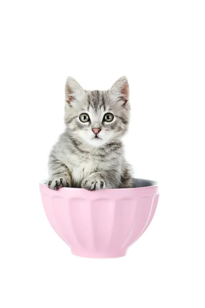 Cat in bowl isolated — Stock Photo, Image