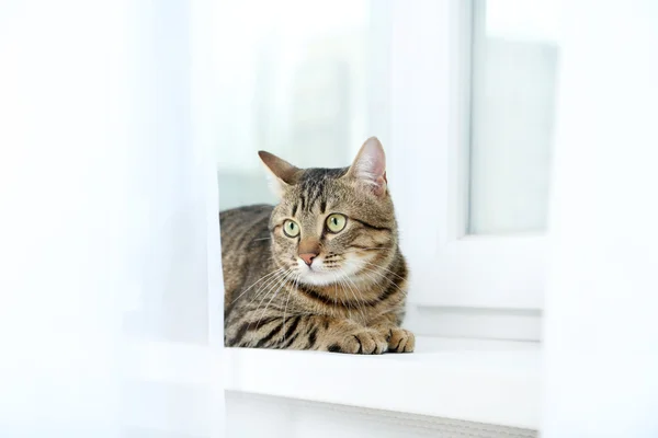 Cat lying on the windowsill — Stock Photo, Image