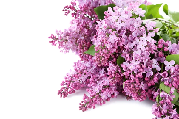 Blommande ljuslila blommor isolerade — Stockfoto