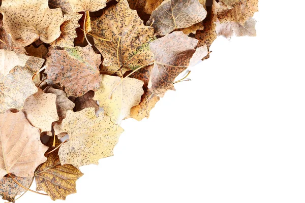 Trockene Blätter auf einem weißen — Stockfoto