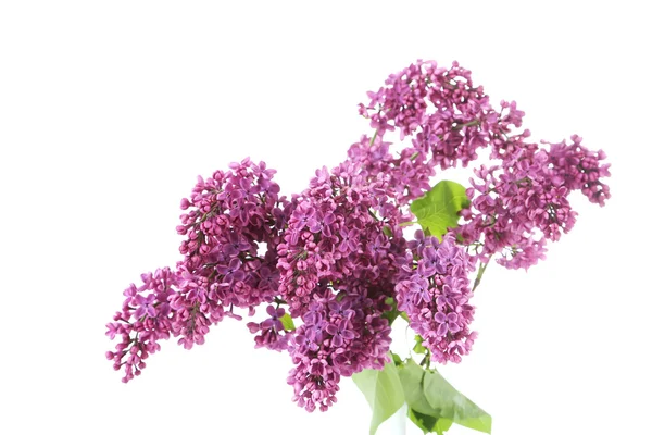 Blooming lilac flowers on a white — Stock Photo, Image