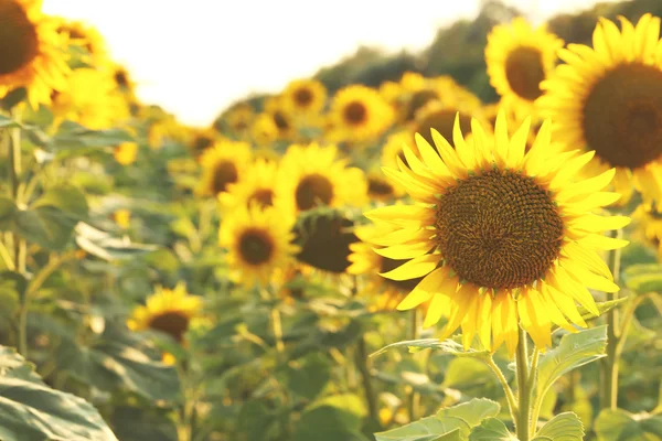 Mooie zonnebloem in veld — Stockfoto