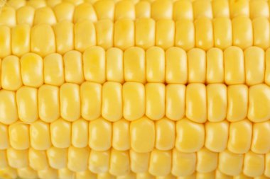 Mısır arka plan, yakın çekim