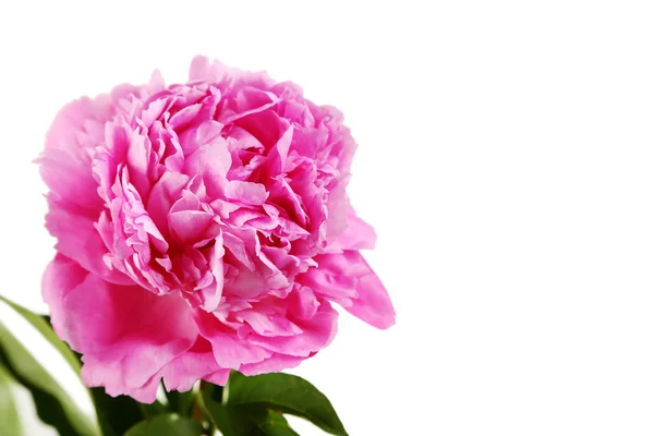 Rosa pion blomma isolerade — Stockfoto