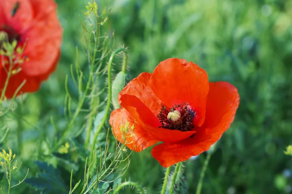 Rode papaver bloemen — Stockfoto