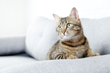 gri kanepede yalan söylemekte