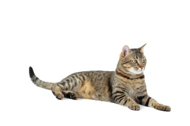 güzel kedi beyaz izole