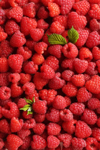 Rote Himbeeren Hintergrund — Stockfoto