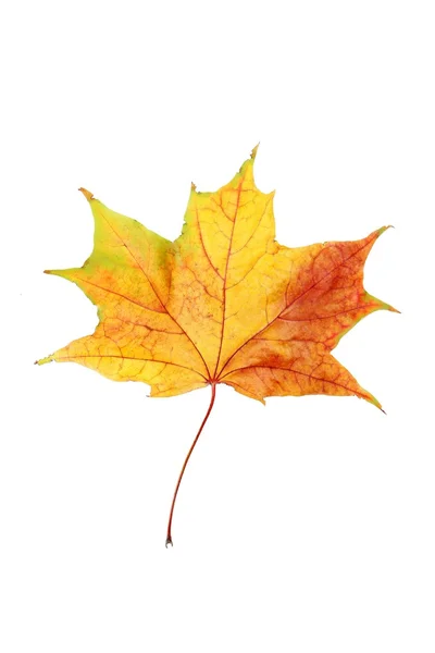 分離された秋の葉 — ストック写真