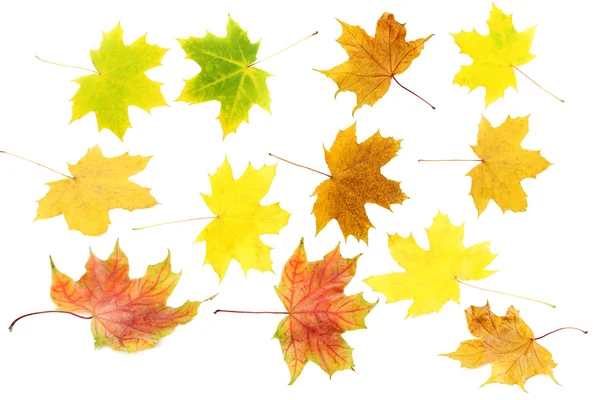 izole sonbahar yaprakları