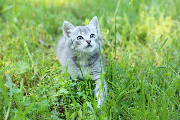 Bellissimo gatto in erba verde — Foto Stock