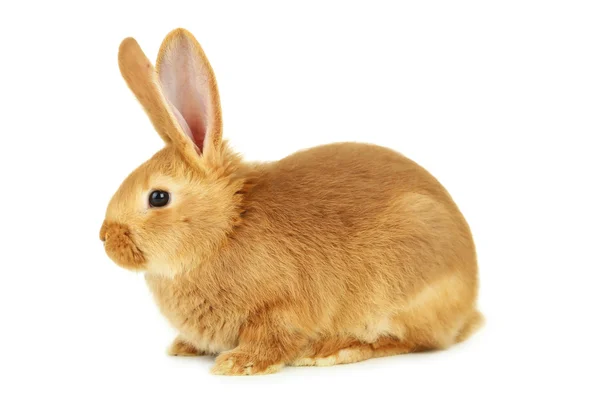 Young red rabbit isolated — Stock Photo, Image