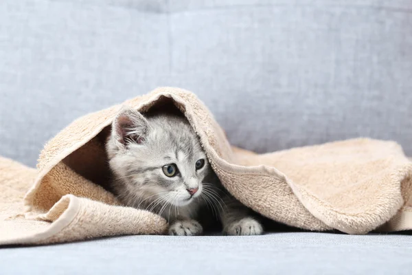 Little cat on a grey sofa — Stock Photo, Image