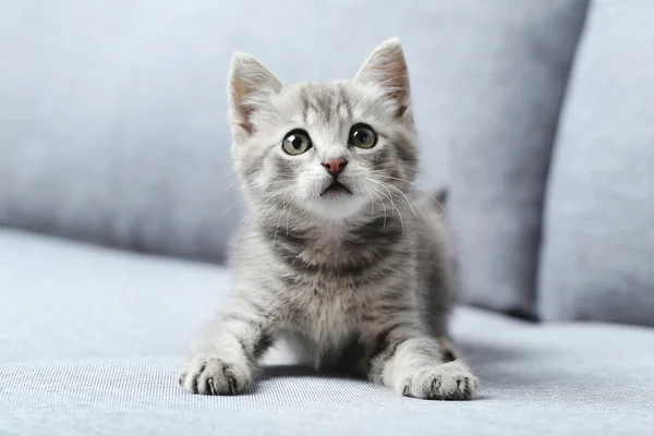 Pequeño gato en un gris sofá — Foto de Stock