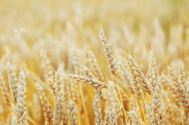 Altın buğday tarlası 