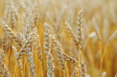 Altın buğday tarlası 