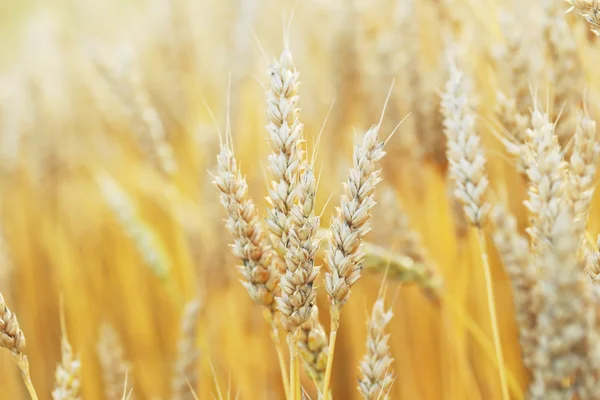 Стиглі золота пшениця — стокове фото