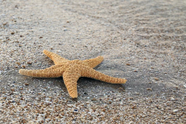 Estrela do mar em uma areia de praia — Fotografia de Stock