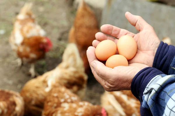 Hands holding eggs — Stock Photo, Image