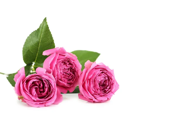 Prachtige roze rozen — Stockfoto