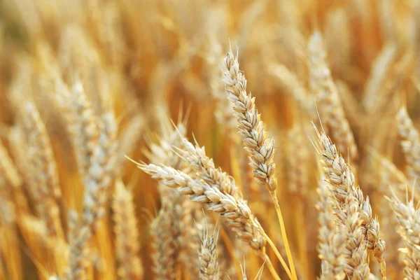 Golden wheat field — Stock Photo, Image