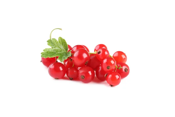 Red currants on a white — Stock Photo, Image