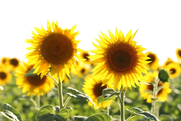 Prachtige zonnebloemen in het veld — Stockfoto