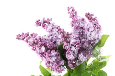 Çiçek açan leylak çiçekleri