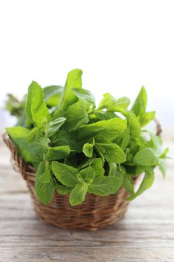 Taze nane yaprakları