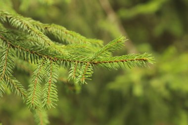 Green spruce branche clipart