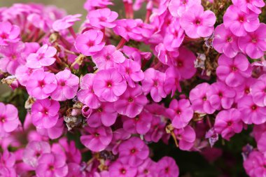 Güzel bahar çiçekleri