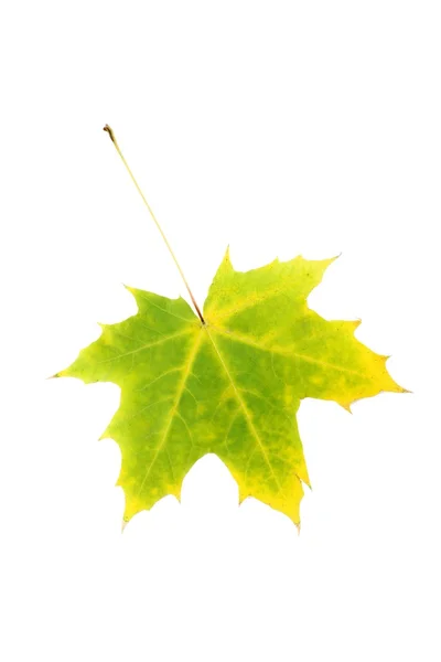 Folha de outono em um branco — Fotografia de Stock