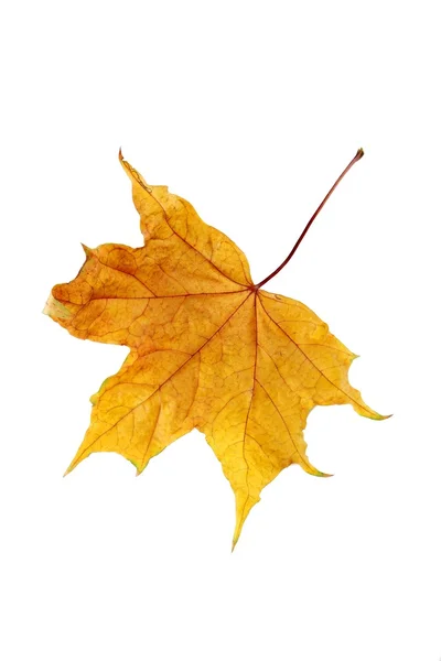 Autumn leaf on a white — Stock Photo, Image