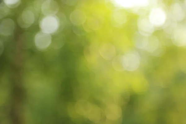 Abstrato verde natureza fundo, bokeh — Fotografia de Stock