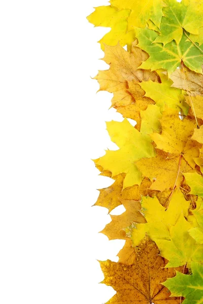 Las hojas otoñales sobre el blanco — Foto de Stock