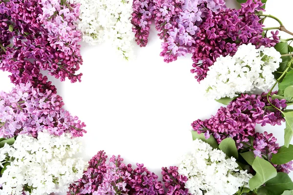 라일락 꽃피는 모습 — 스톡 사진