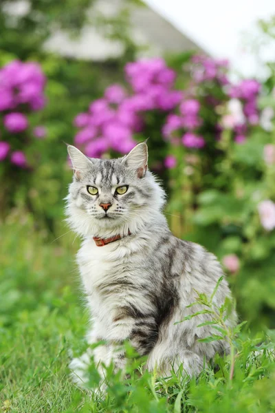 Мейн Кун кішка — стокове фото